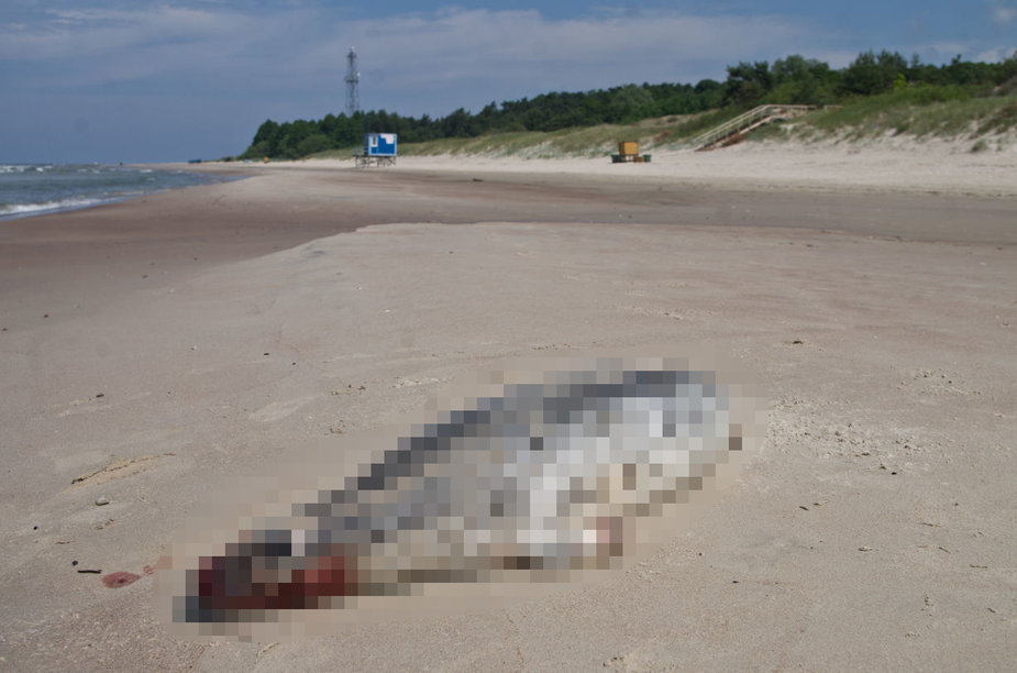 E. Paplauskio nuotr./Birželio 13 dieną Nemirsetos paplūdimyje rastas ruonis su skyle pilve 