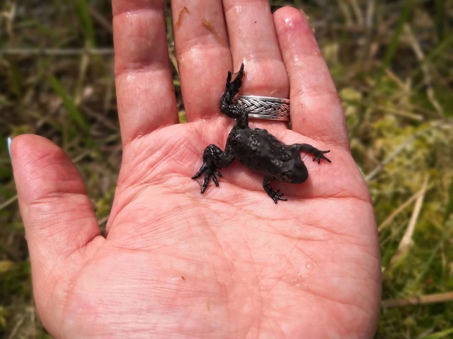 Lietuvos zoologijos sodo nuotr. /Raudonpilvė kūmutė 