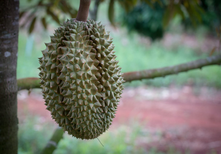 123RF.com nuotr./Duriano vaisius, kurio skonio saldainiai yra gaminami