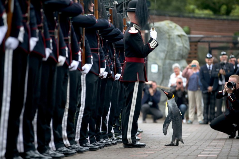 „Scanpix“/„PA Wire“/„Press Association Images“ nuotr./Karališkasis pingvinas seras Nilsas Olavas
