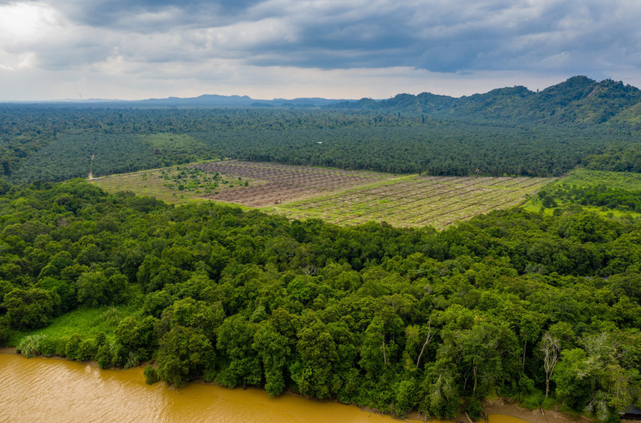 Medžių kirtimas Amazonės miškuose