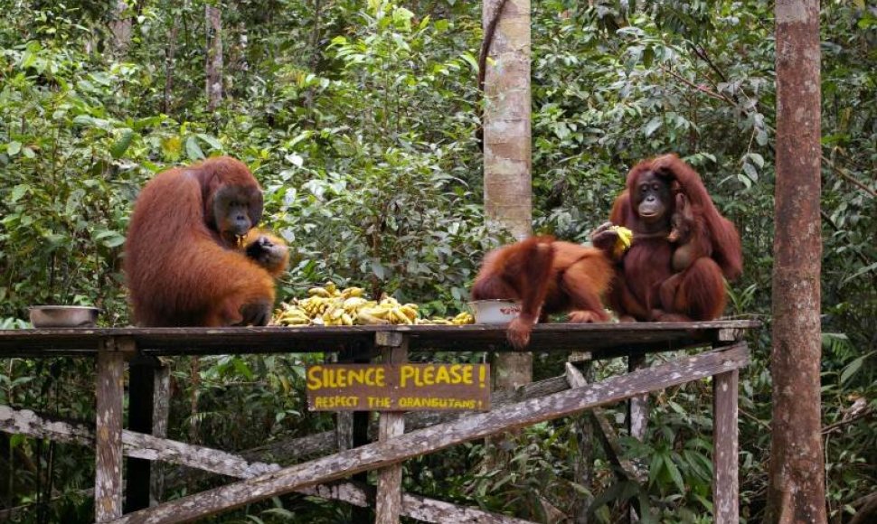 Ne visi orangutanai drįsta puotauti kartu su gaujos patinu