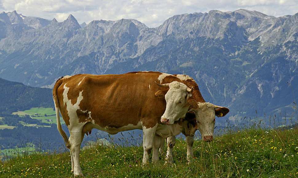 Neatskiriama Austrijos Alpių peizažo dalis – karvės
