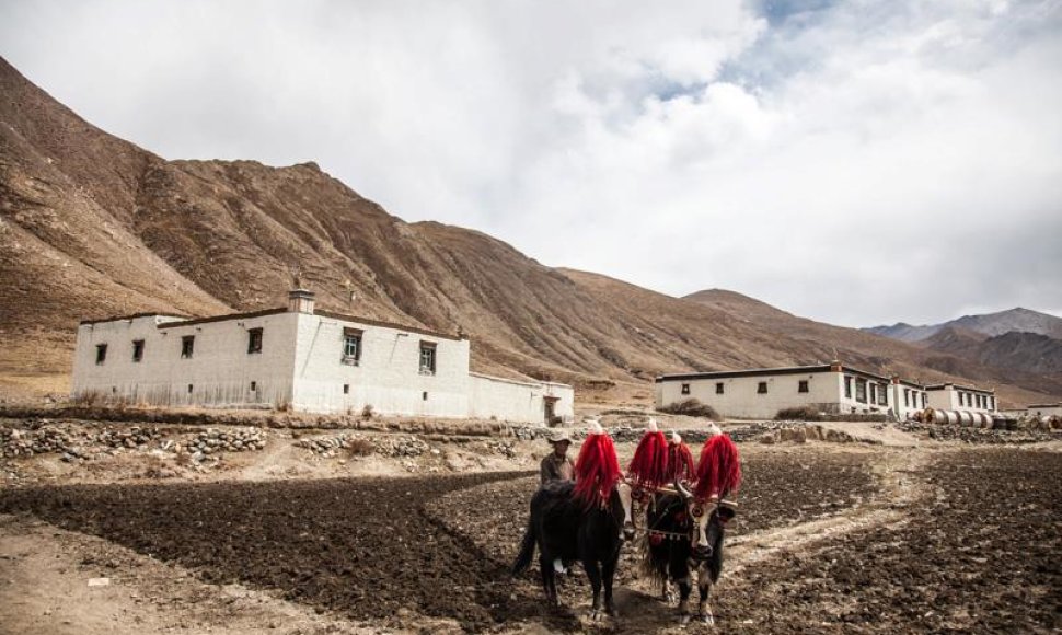Tibeto kultūra po sparčiai nyksta