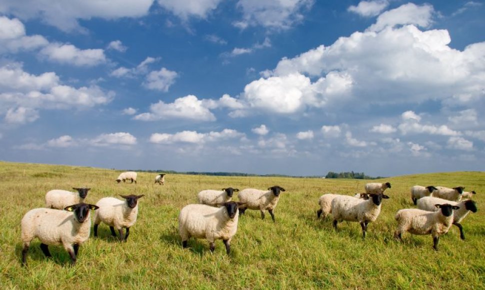 Biržų rajone gyvenantys ūkininkai tikina, kad keturios jų avys žuvo nuo kranklių.