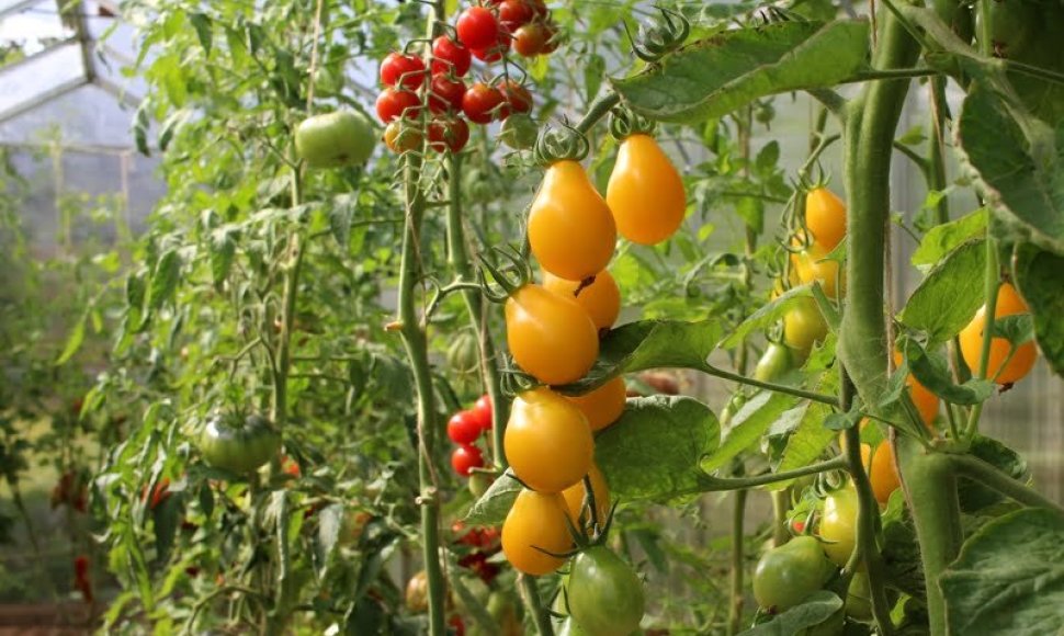 Pomidorai ‘Medovaja kaplia’