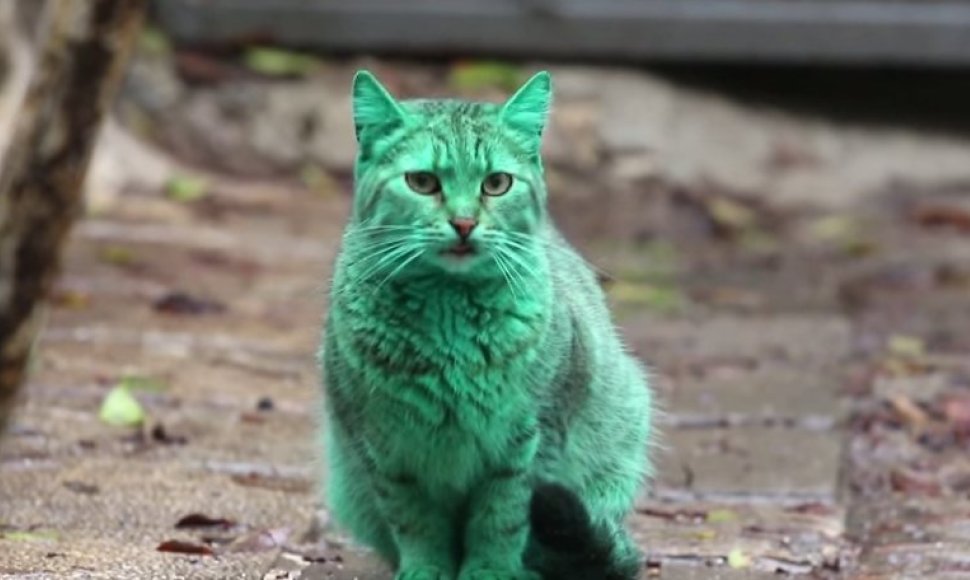 Žalias katinas