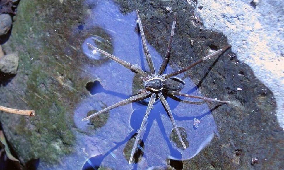 Neseniai atrasta vorų rūšis Dolomedes briangreenei