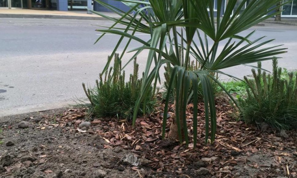 Sostinės Aguonų gatvėje augusi palmė