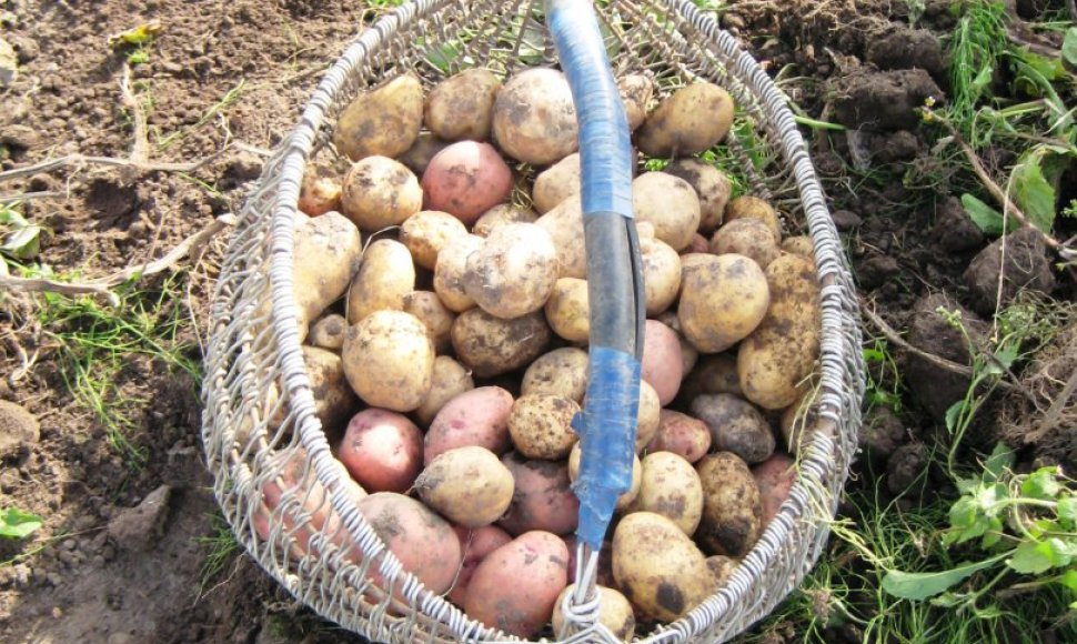 Bulvių kilogramas Klaipėdos turgavietėse kainuoja 25-35 centus. Augintojai tikina, kad kainą lėmė prastas darlius.