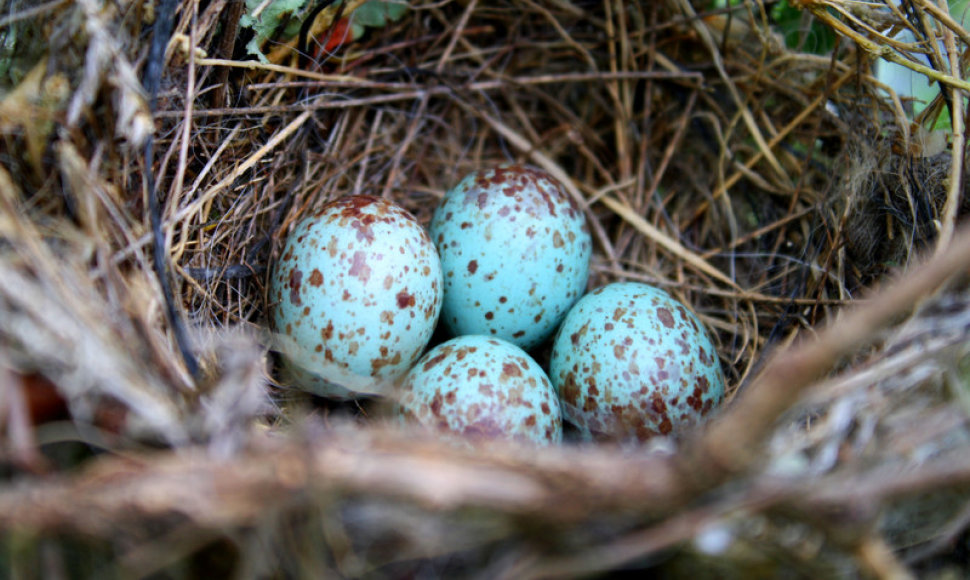6 nuotrauka: Darvino kikilio kiaušiniai