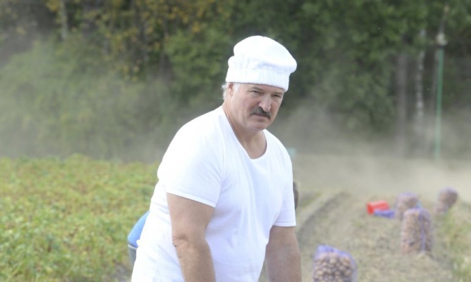 Aliaksandras Lukašenka bulviakasio metu