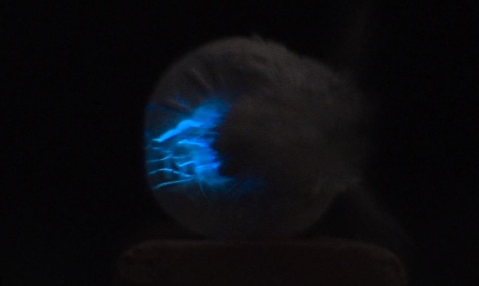 Triboliuminescencija – šviesa, išsiskirianti dėl mechaninio poveikio