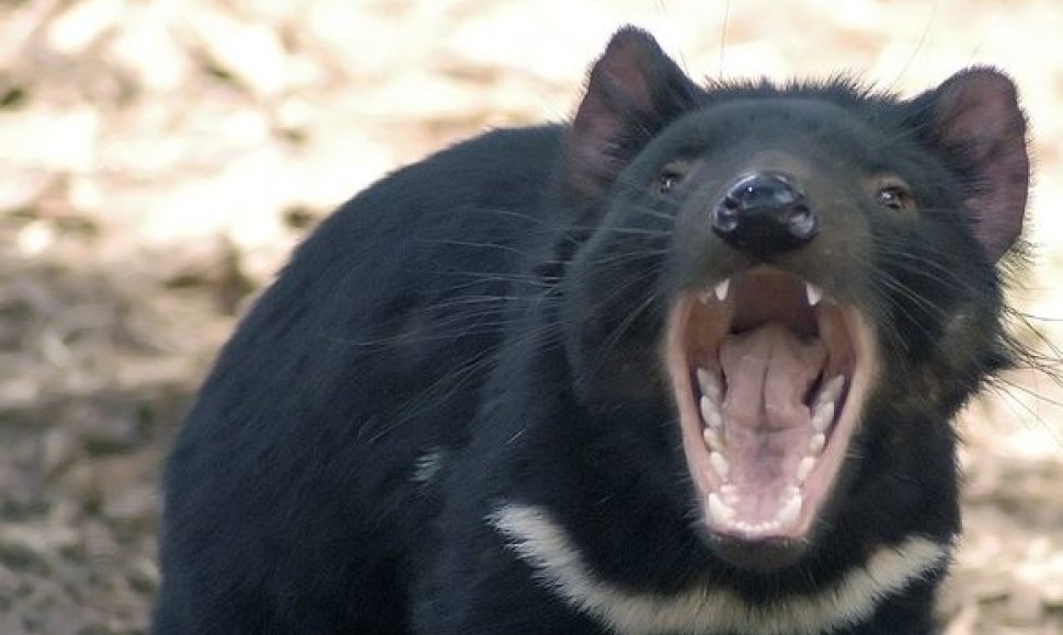 Tasmanijos velnias – mėsėdis sterblinis gyvūnas, randamas tik Tasmanijoje.