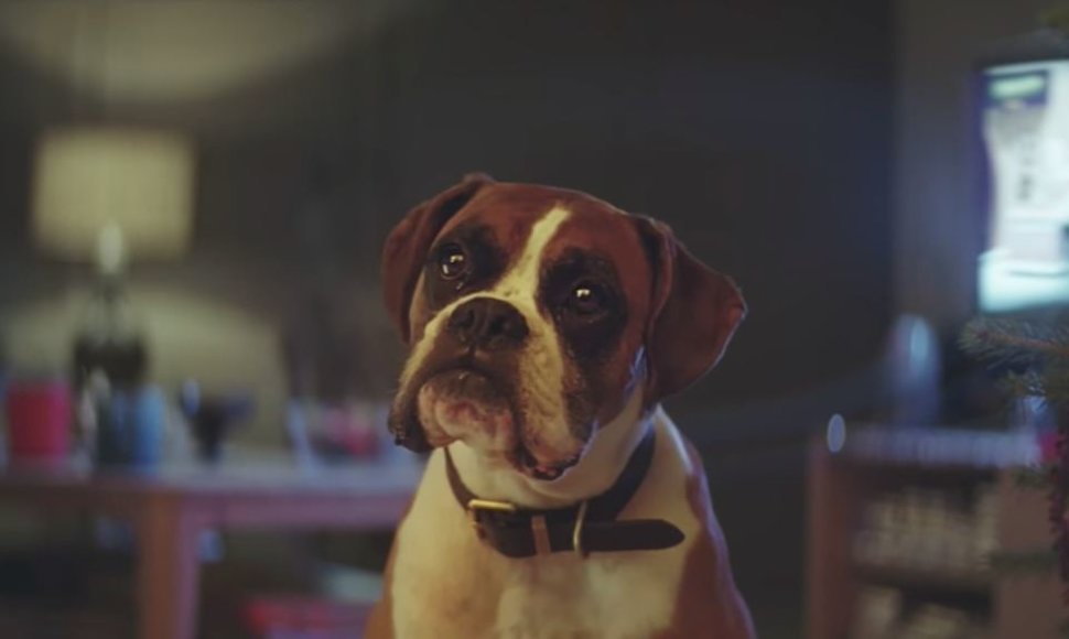 Kadras iš kalėdinės „John Lewis“ reklamos „Buster the Boxer“.