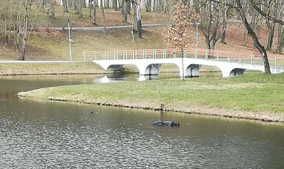 Manekenas Kėdainių tvenkinyje