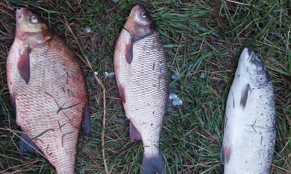 Neteisėtos žvejybos metu tinklininkas sugavo karšį, meknę ir lašišą