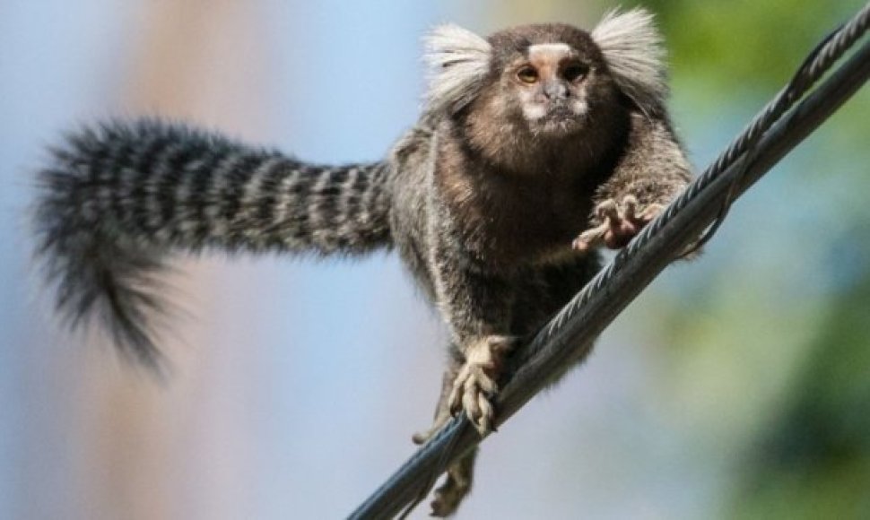 Beždžionėlė marmozetė