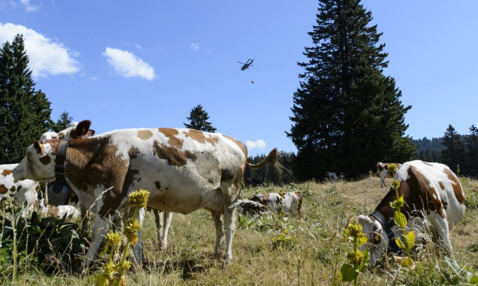 Šveicarų kariai gelbsti nuo kaitros kenčiančioms karvėms