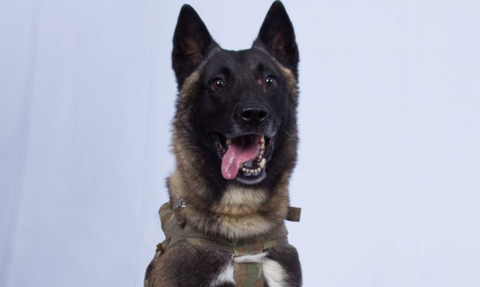 Per JAV pajėgų reidą sužeistas kariuomenės šuo Konanas