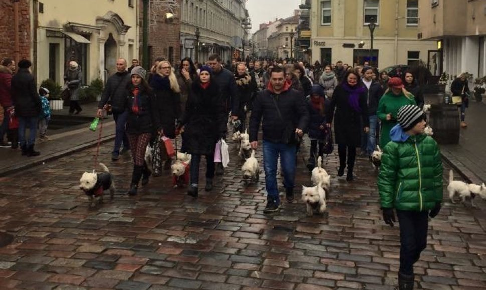 Kauno senamiestyje vyko kasmetinis „Westukų“ žygis