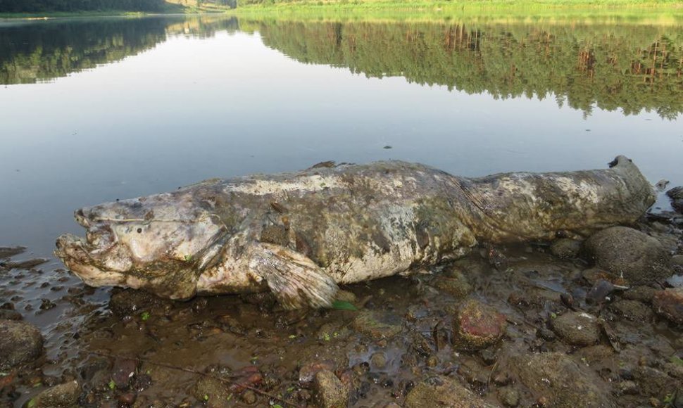 Nemunaičio miestelyje gyventojai užfiksavo didžiulį šamą, išmestą į Nemuno krantą