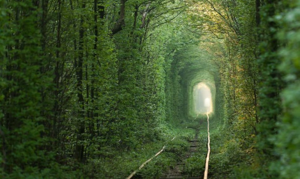 Meilės tunelis, natūraliai suformuotas iš medžių Ukrainoje, Klevane