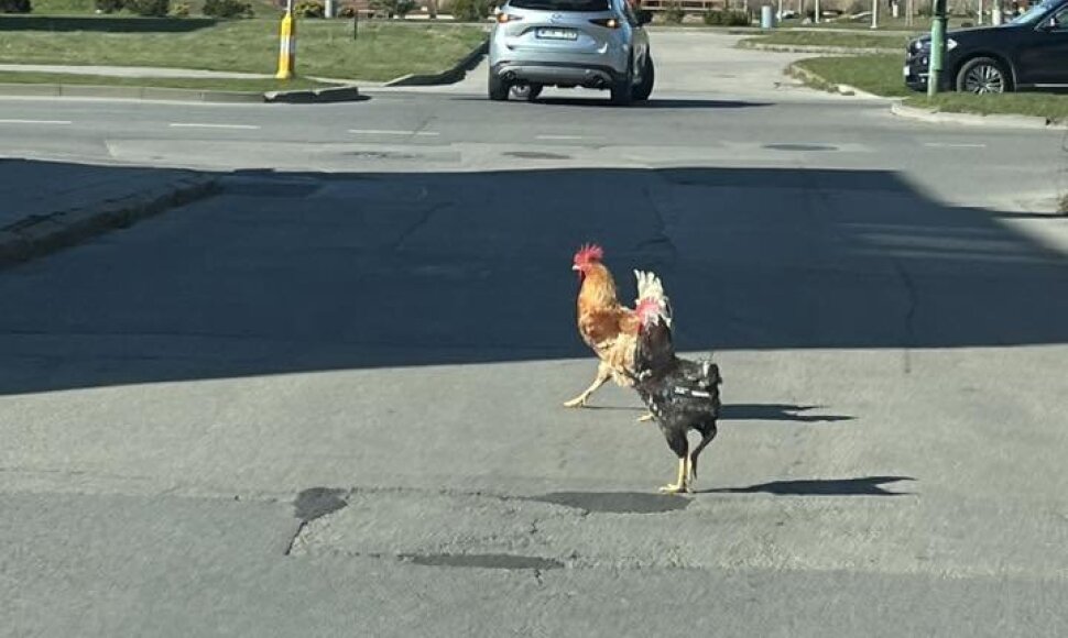 Gaidžiai Naikupės gatvėje
