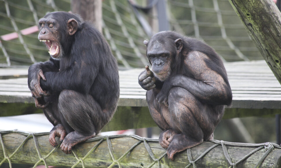 Šimpanzės