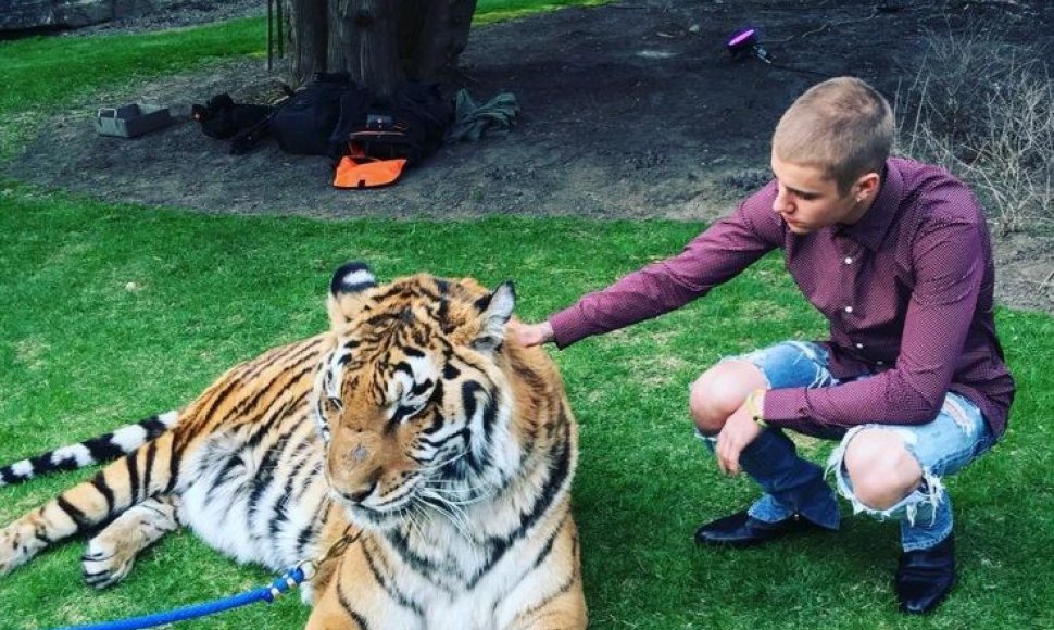 Justinas Bieberis su bengaliniu tigru