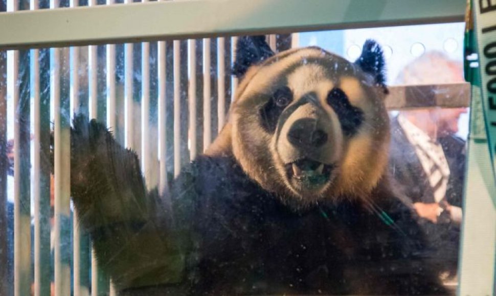 Nyderlandai žavisi iš Kinijos atskraidinta pandų pora