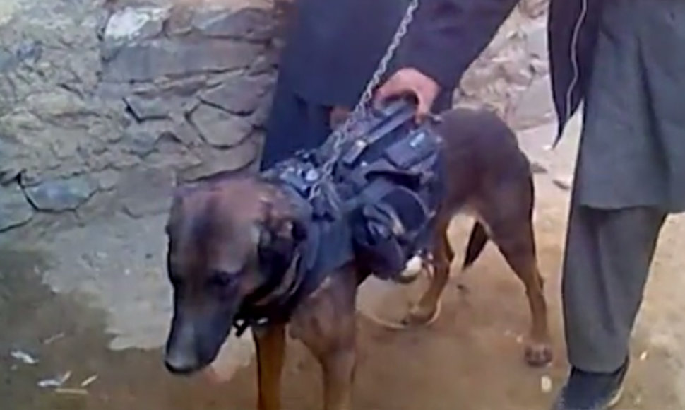 Talibano kovotojai įkaitu paėmė šunį