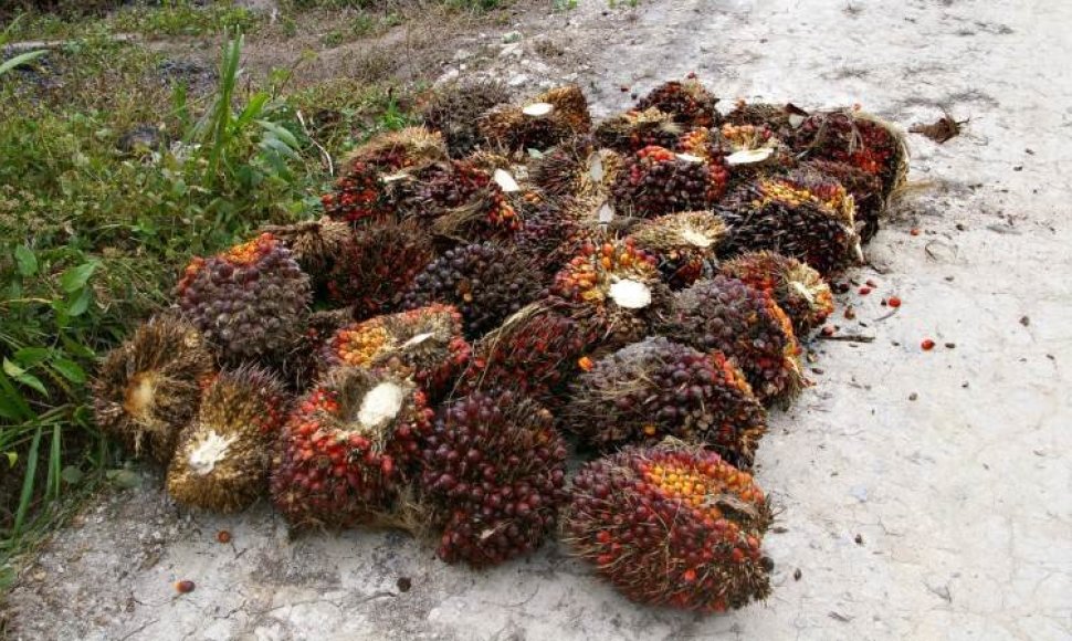 Taip atrodo palmių vaisiai, iš kurių gaminamas palmių aliejus