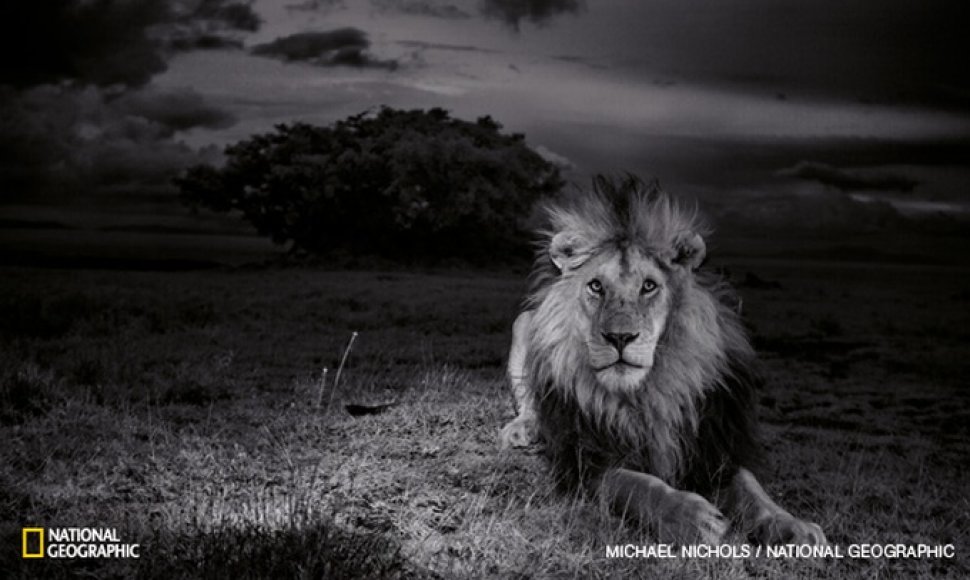 Tanzanijoje atlikto tyrimo duomenimis, liūtų užpuolimų daugėja naktimis po pilnaties, kai Saulei nusileidus Mėnulis nepakyla valandą ar ilgiau.