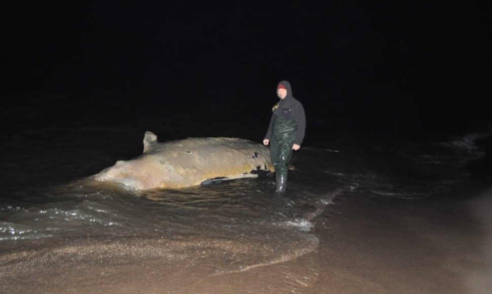 Jūrą į krantą Lenkijoje išmetė negyvą banginį.