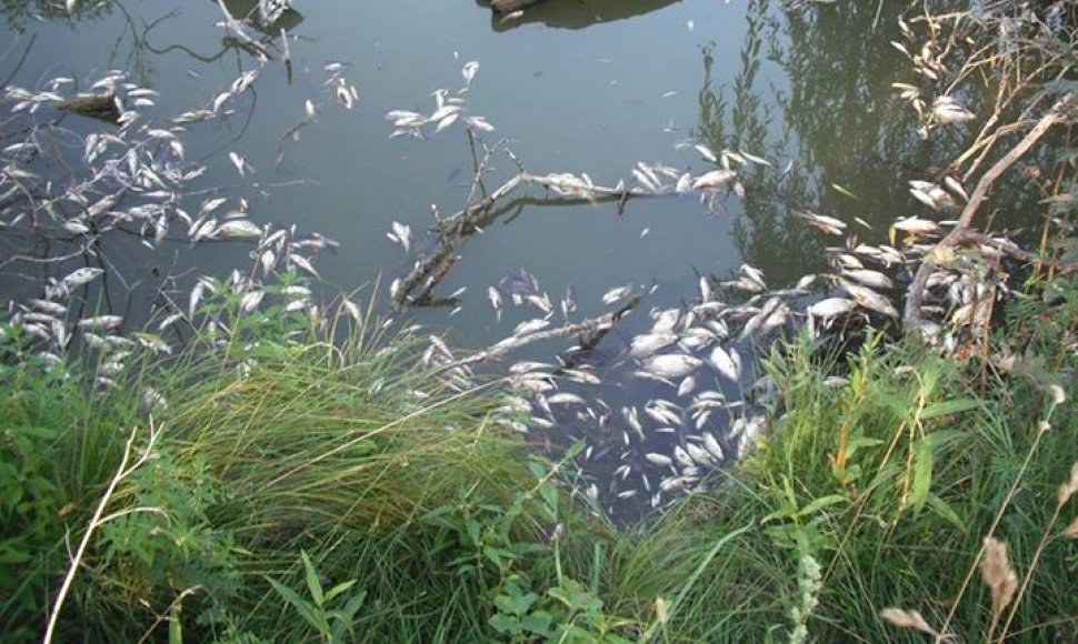Kauno rajone, Tribalėje, dūsta žuvys