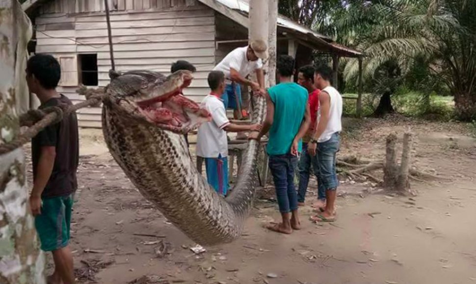 Indonezijos kaime žmogų užpuolęs pitonas buvo pakabintas tarp medžių, o vėliau suvalgytas