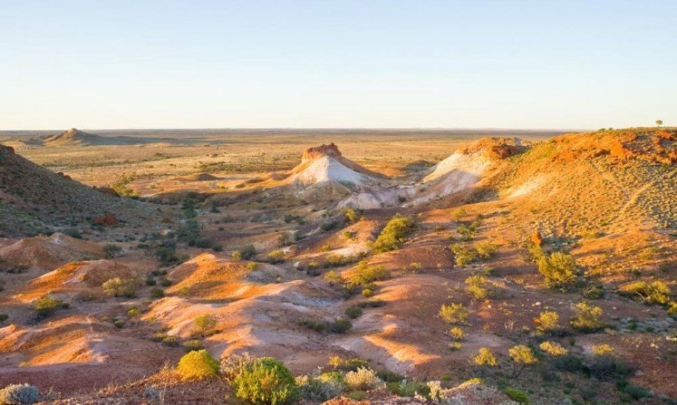 Kuber Pidis, Australija