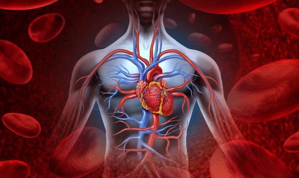 Širdis ir kraujotakos sistema