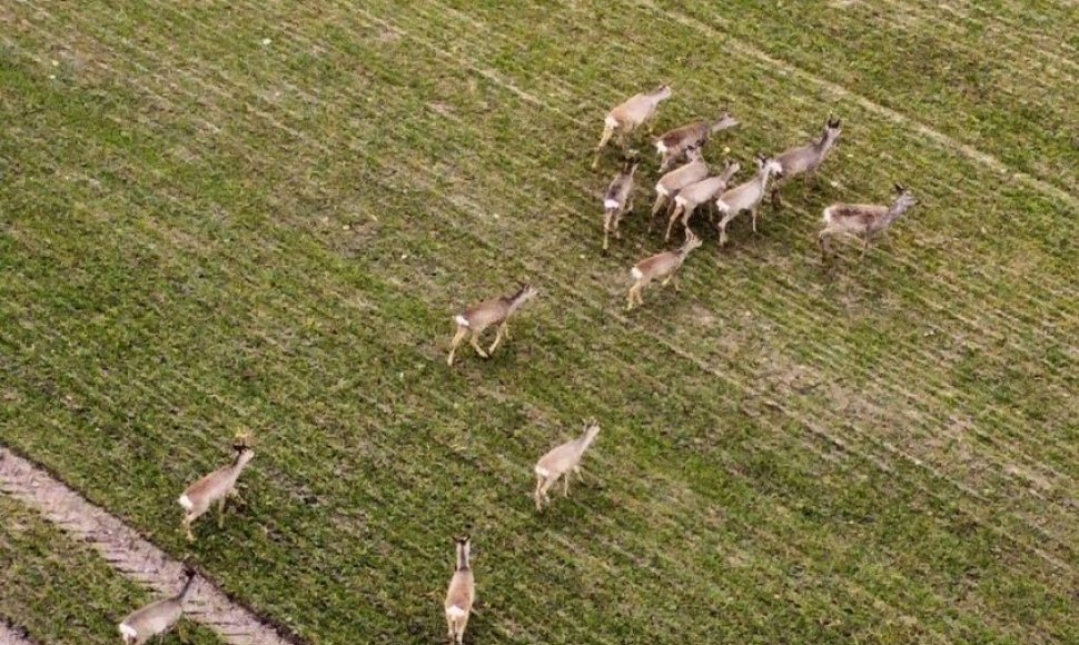 Stirnų banda Klaipėdos rajone