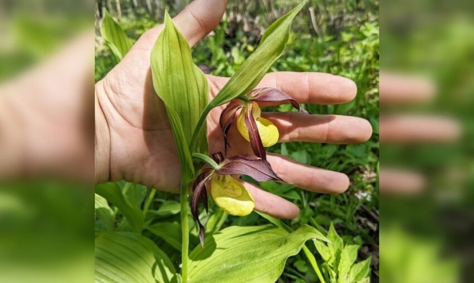 Neseniai kėdainietis užfiksavo žydintį vieną rečiausių Europos augalų – lietuviškąja orchidėja vadinamą plačialapę klumpaitę