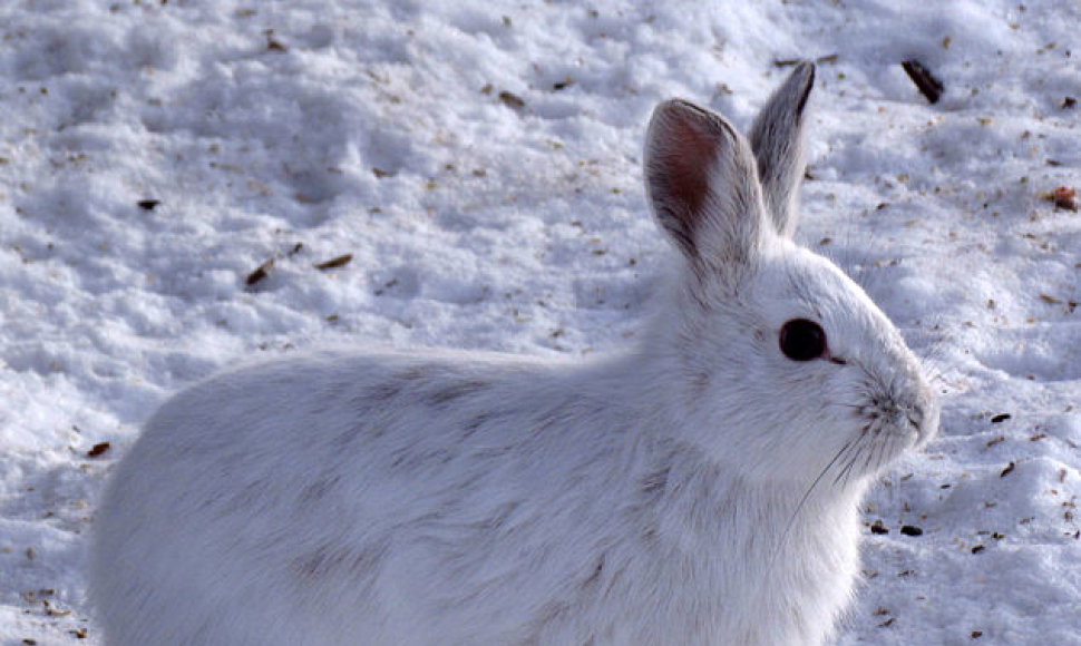 Baltasis kiškis (lepus americanus)