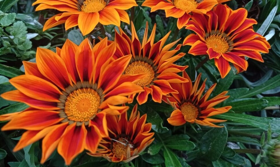 Gazanija