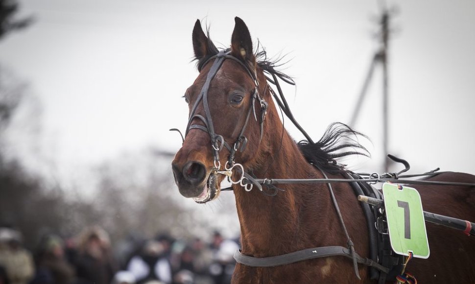 Dusetose vyksta tradicinės Sartų žirgų lenktynės.