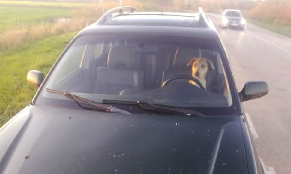Šuo prie vairo