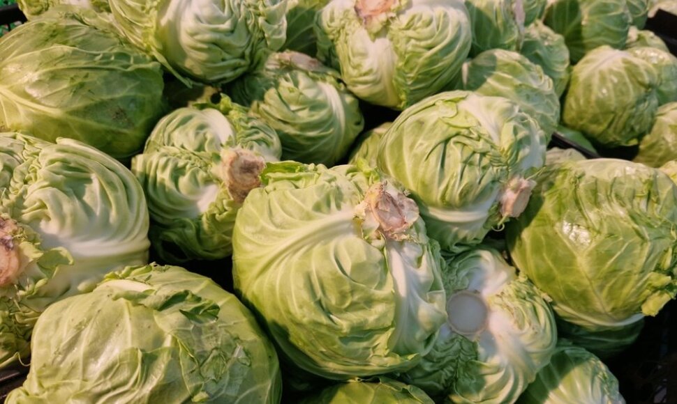 Kopūstas