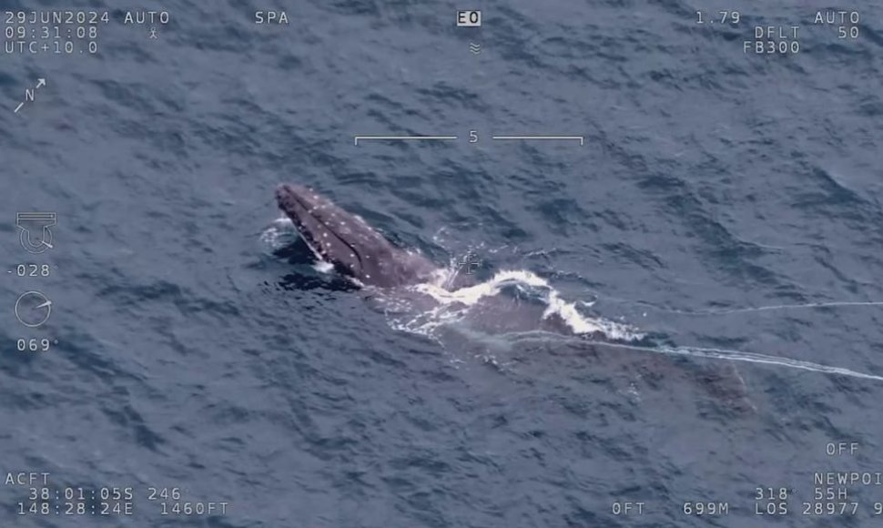 Kuprotojo banginio gelbėjimo operacija