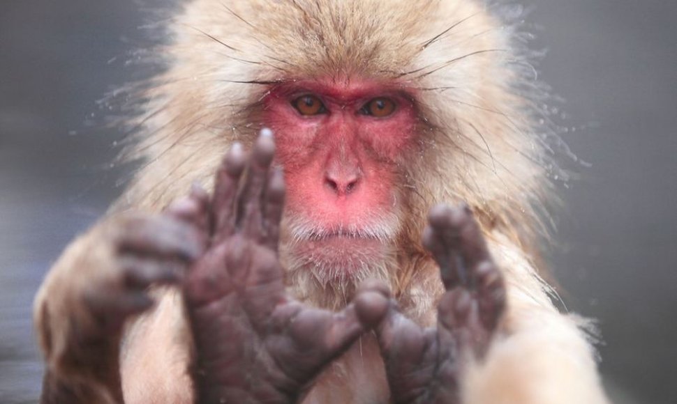 Japoniška makaka 
