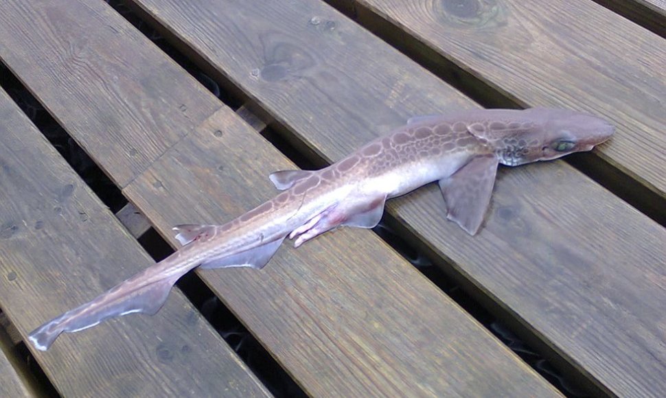 Šarūno žuvis iš Norvegijos (Havnus)