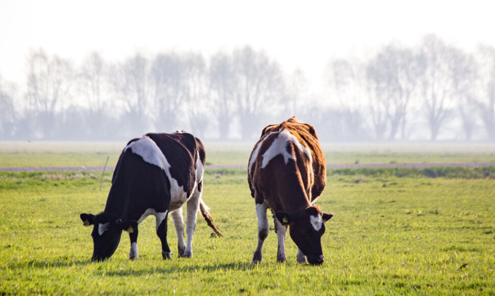 Gyvulininkystė